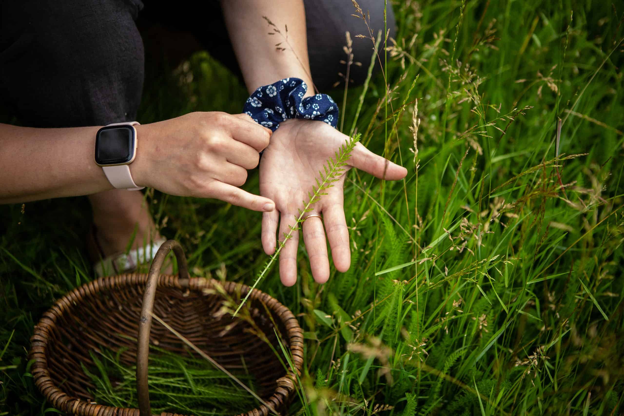 foraging for yarrow, yarrow leaves