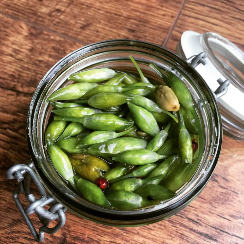 foraging for wild garlic