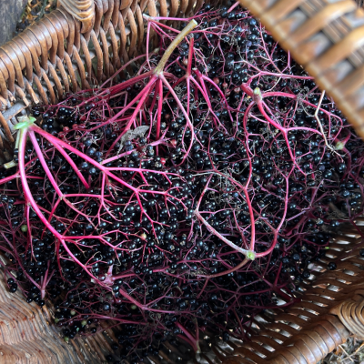 elderberry and hogweed seed syrup