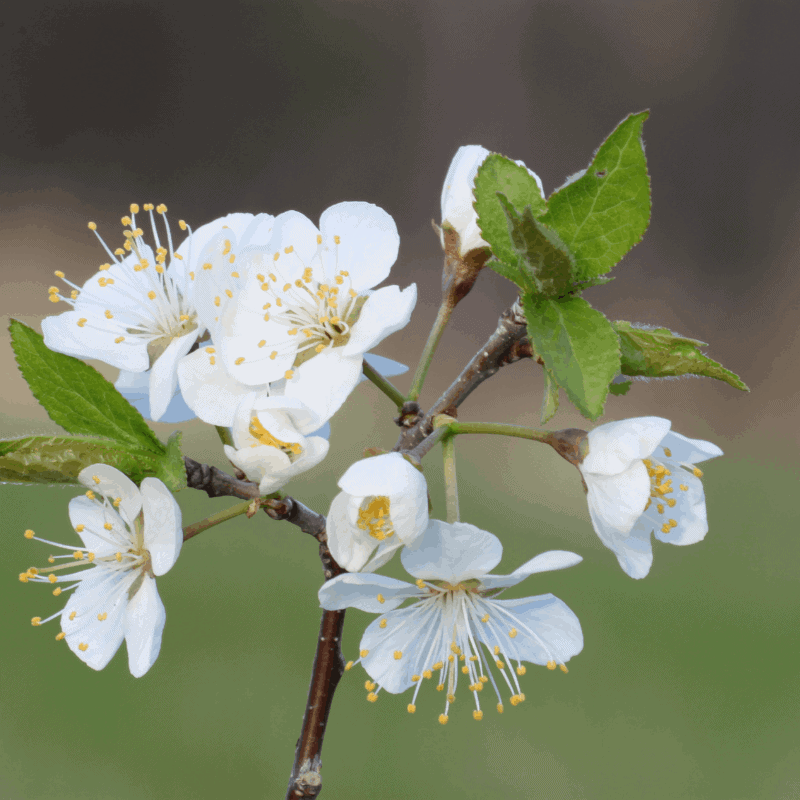 Blackthorn flower in comparison to hawthorn
