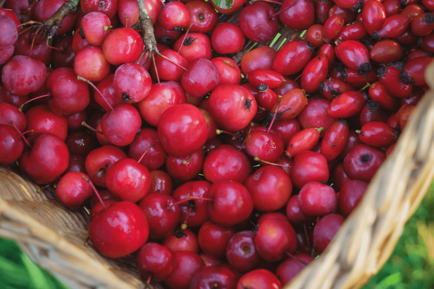 Foraging for crab apples