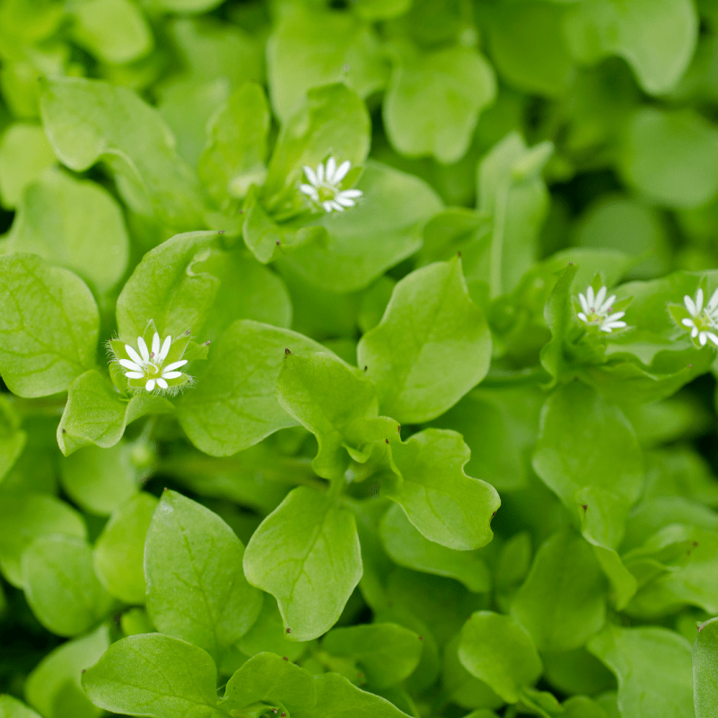 Foraging for Chickweed