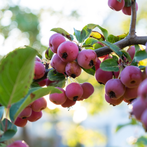 Foraging for Crab Apples