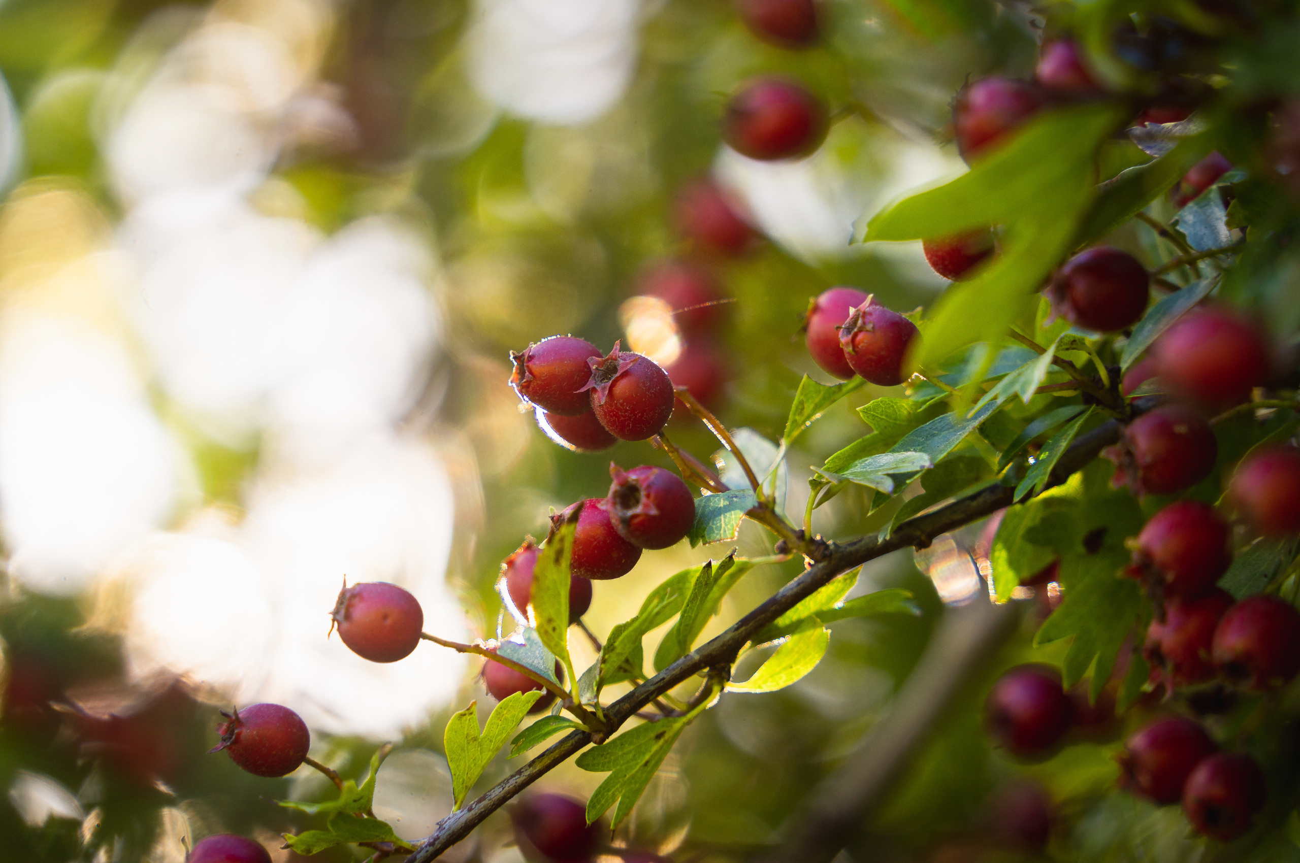 Foraging for Hawthorn