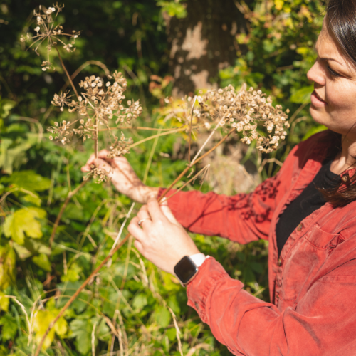 Foraging for Hogweed