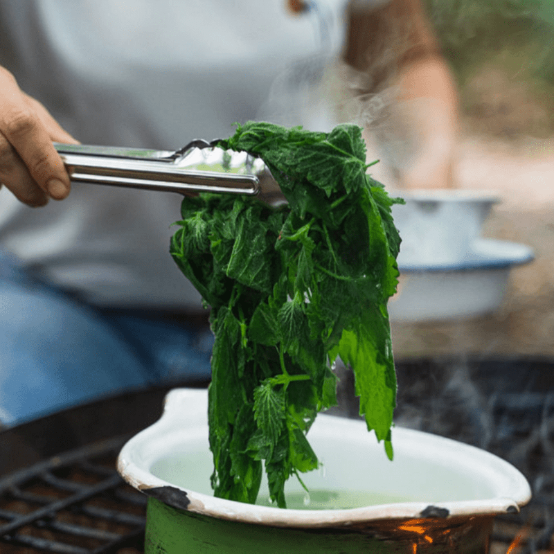 Foraging for Nettles