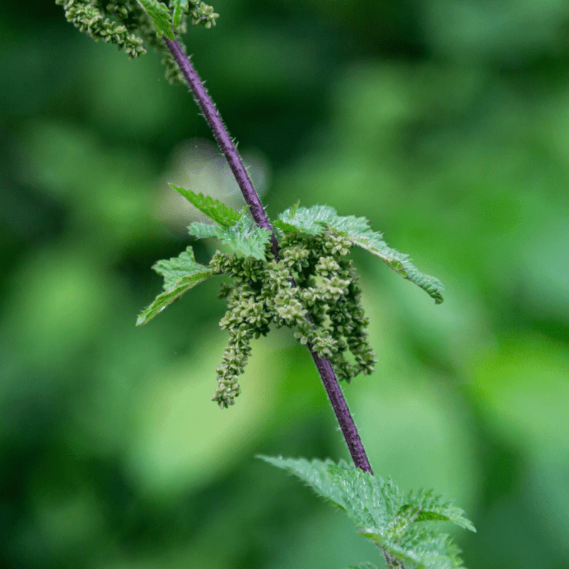 Nettle Seeds