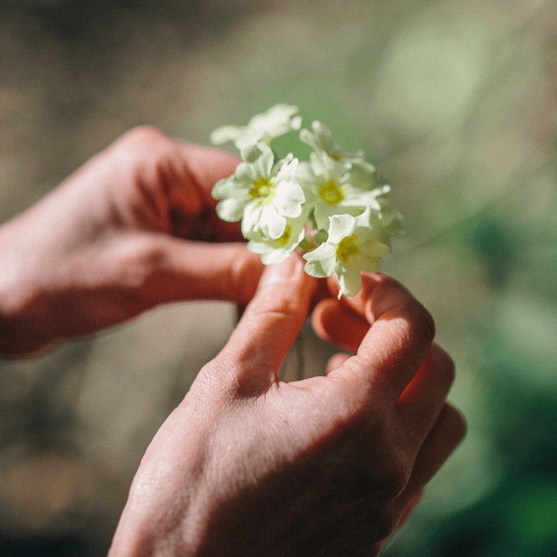 Foraging for Primroses