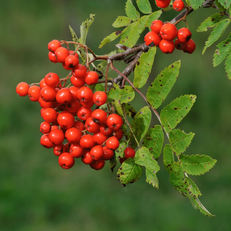 Foraging for Rowan Berries