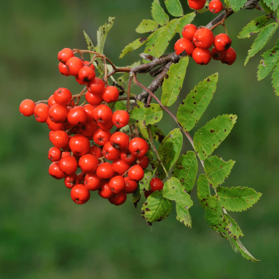 Foraging for Rowan Berries