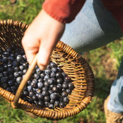 Our Guide to Foraging Sloe Berries
