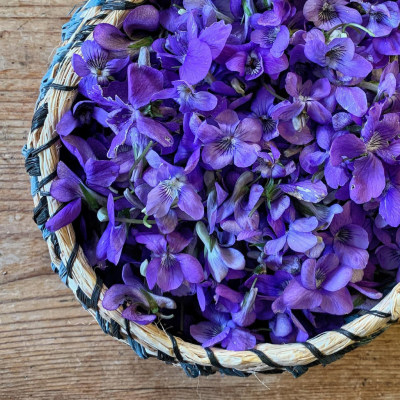 Foraging for Sweet Violets