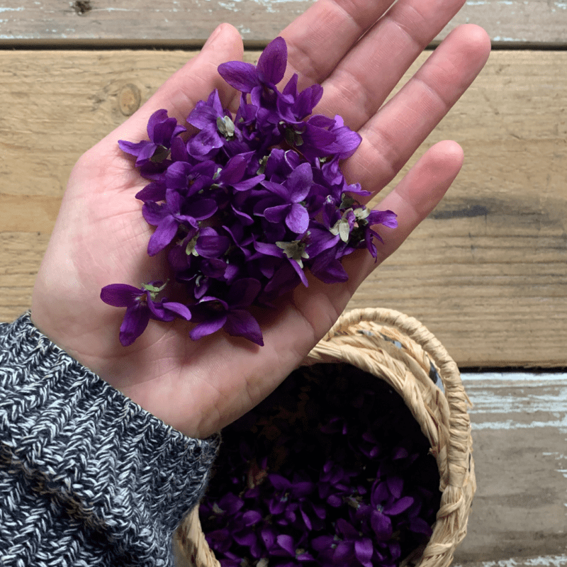 Foraging for Sweet Violets