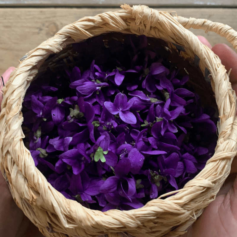 Foraging for Sweet Violets