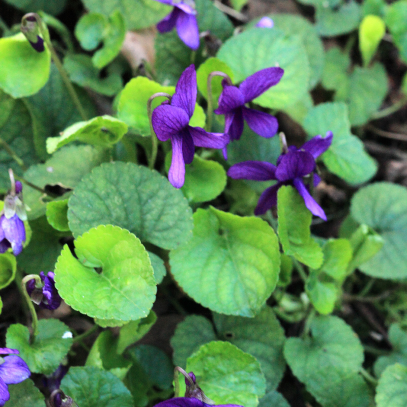 Foraging for Sweet Violets