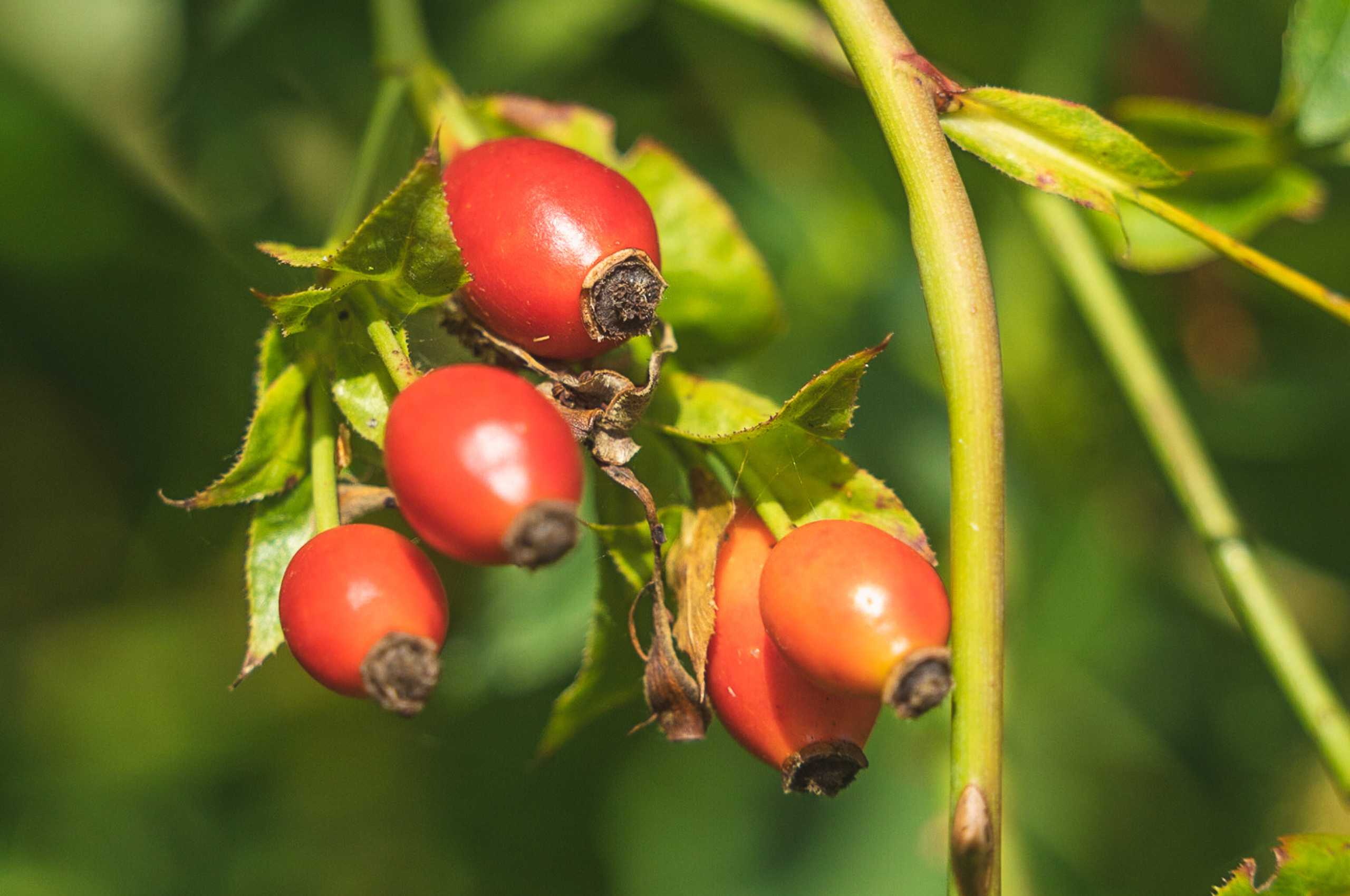 Foraging for Rose Hips