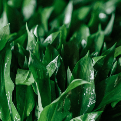 How to forage for Wild Garlic in Spring