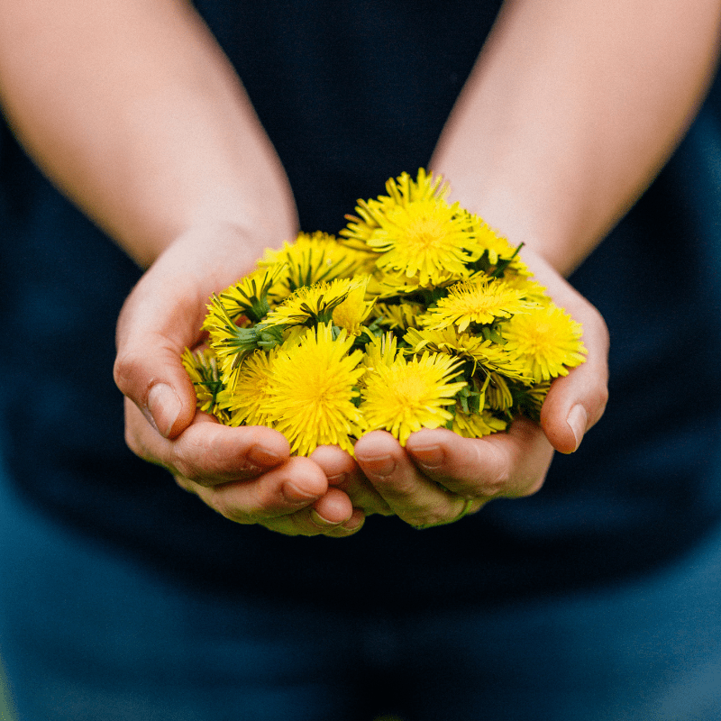 foraging for dandelions, dandelion recipe, dandelion vinegar