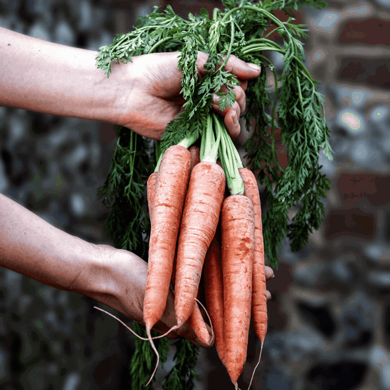 coal baked carrot hummus