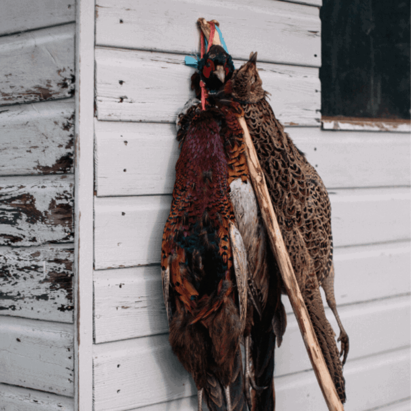 SEASONS EATINGS : AUTUMN SQUASHES, PHEASANT AND THE HUMBLE APPLE