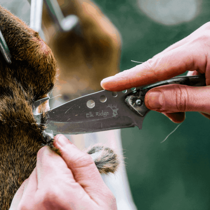 Venison Butchery at The Salt Box