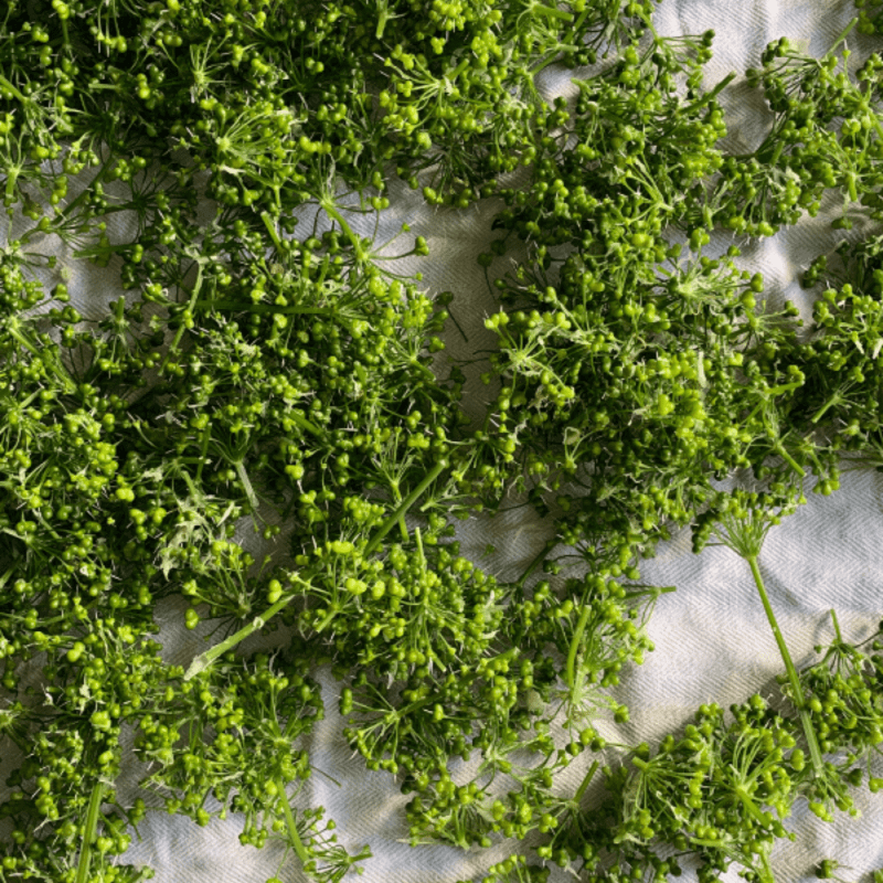 how to make wild garlic seed capers