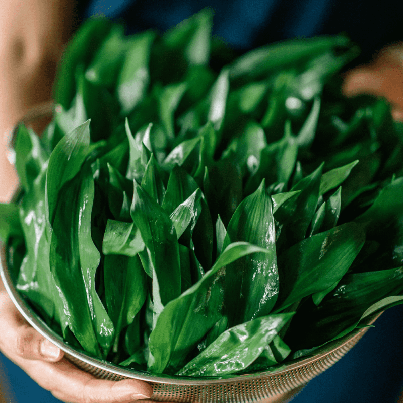 Lacto Fermented Wild Garlic Recipe